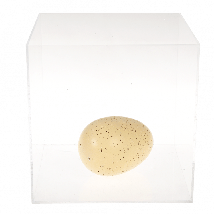 ﻿Sharks Giant Hatching Shark Egg | ﻿Rex London