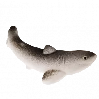 One of the 3 sharks that can be hatched and grown from the egg