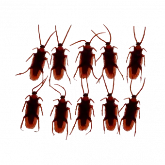 Box Of 10 Cockroaches
