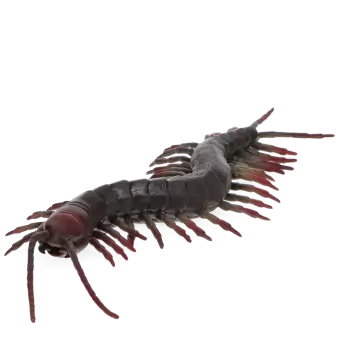 Realistic centipede toy