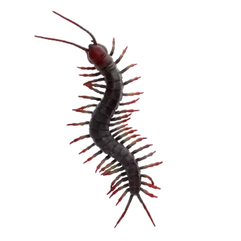 Realistic centipede toy
