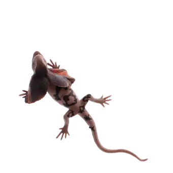 Realistic frill-necked lizard toy