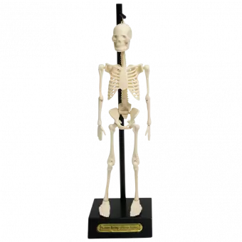 Anatomical Skeleton Model