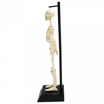 Anatomical Skeleton Model