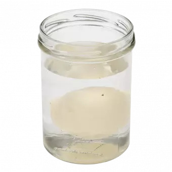Hatch Your Own Dinosaur Egg