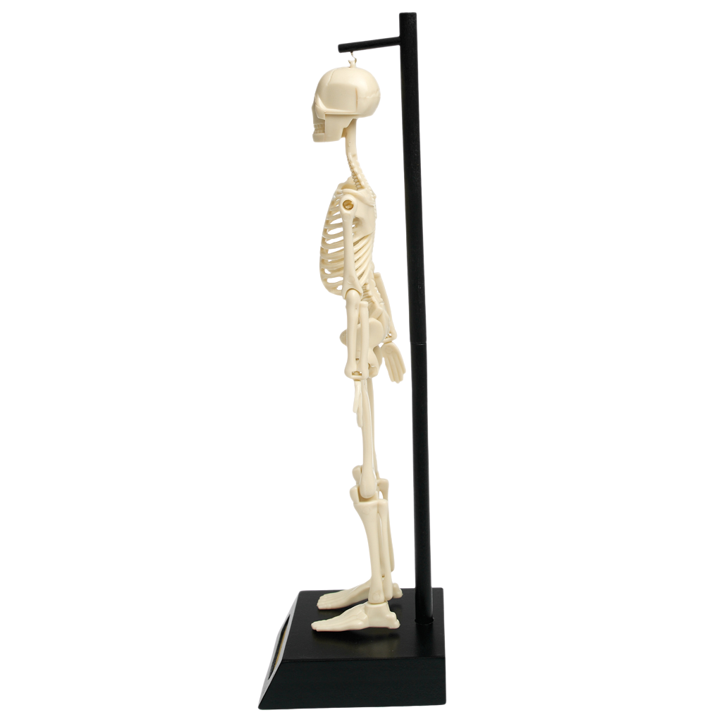 Anatomical Skeleton Model Rex London