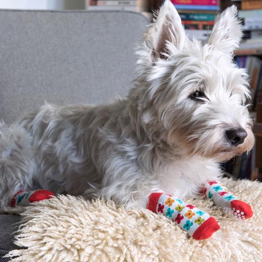 small dog socks