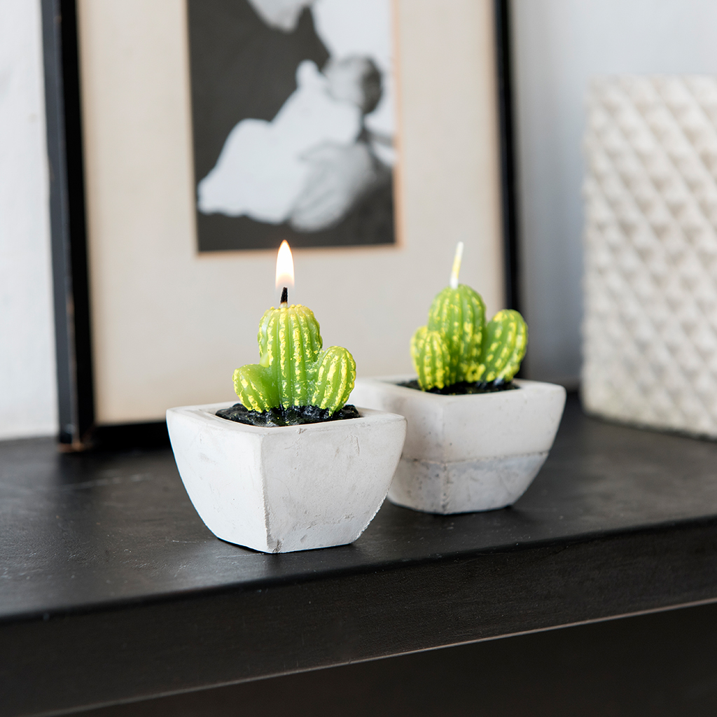 cactus candles in cement