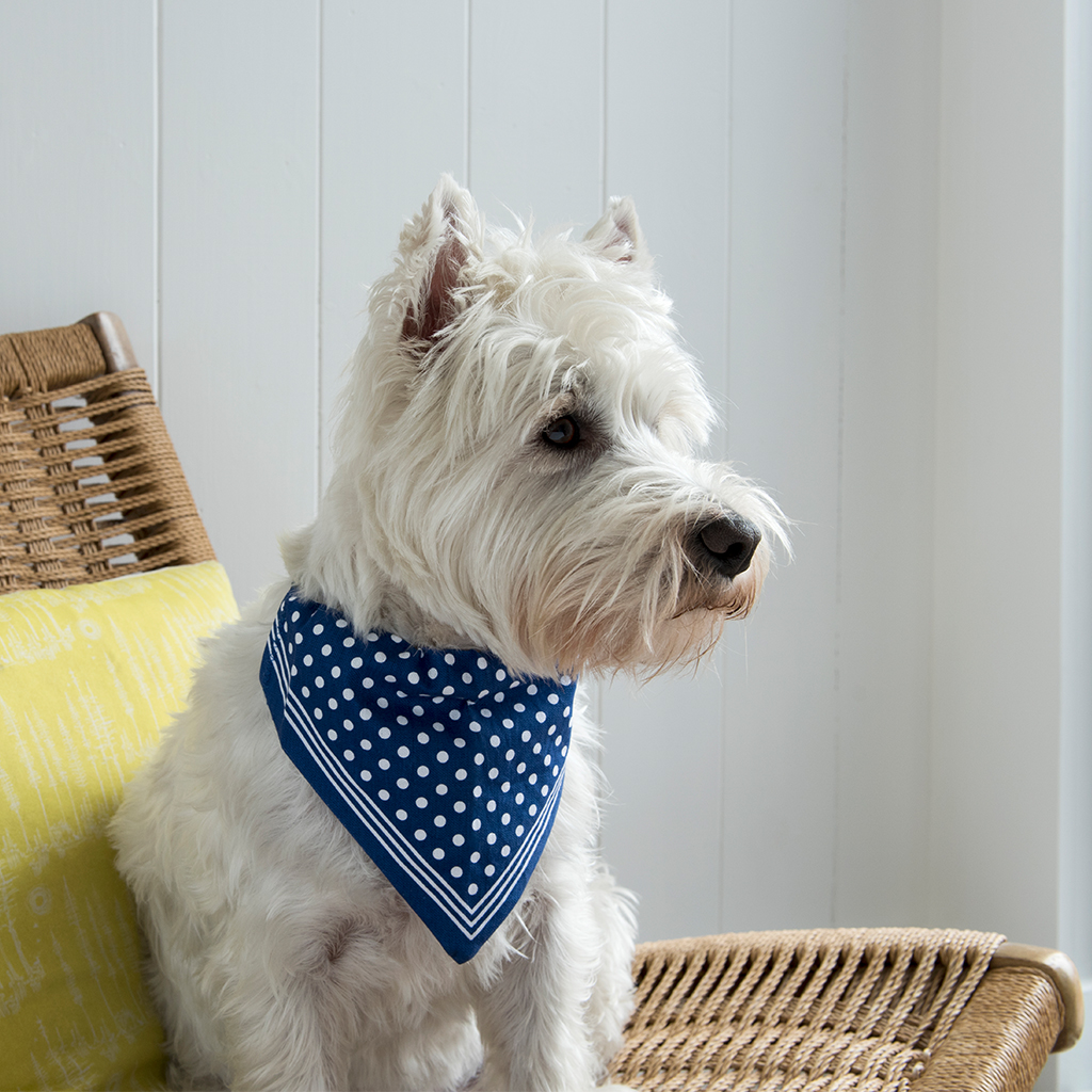 Large Blue Polka Dot Dog Bandana Rex London