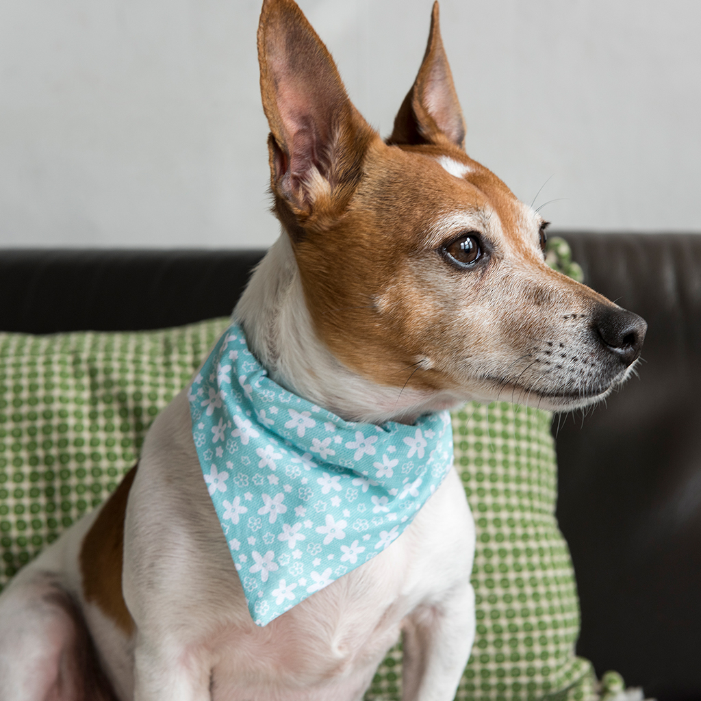 Small Turquoise Ditsy Floral Dog Bandana Rex London